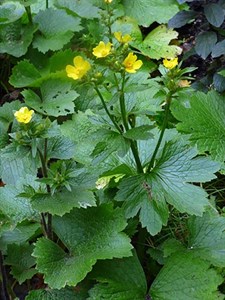 Canary Islands buttercup - Ranunculus sp. © John Muddeman